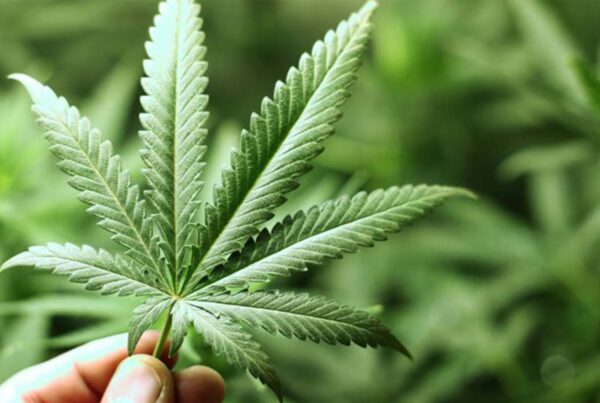 Hint Keneviri Zararları