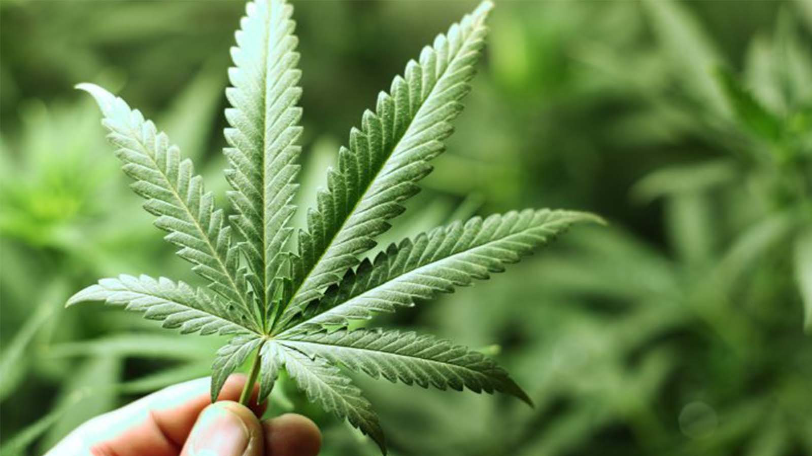 Ottur Zararı Yoktur!